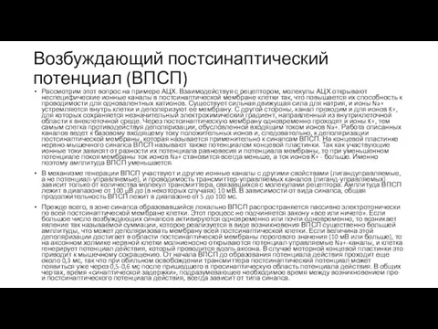 Возбуждающий постсинаптический потенциал (ВПСП) Рассмотрим этот вопрос на примере АЦХ. Взаимодействуя с