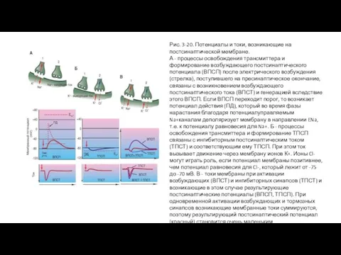 Рис. 3-20. Потенциалы и токи, возникающие на постсинаптической мембране. А - процессы