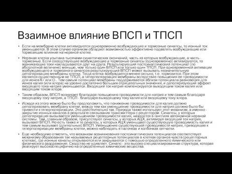 Взаимное влияние ВПСП и ТПСП Если на мембране клетки активируются одновременно возбуждающие