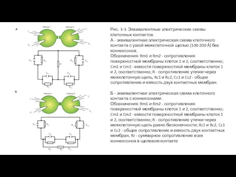 Рис. 3-3. Эквивалентные электрические схемы клеточных контактов. А - эквивалентная электрическая схема