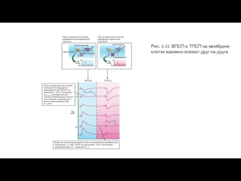 Рис. 3-22. ВПСП и ТПСП на мембране клетки взаимно влияют друг на друга