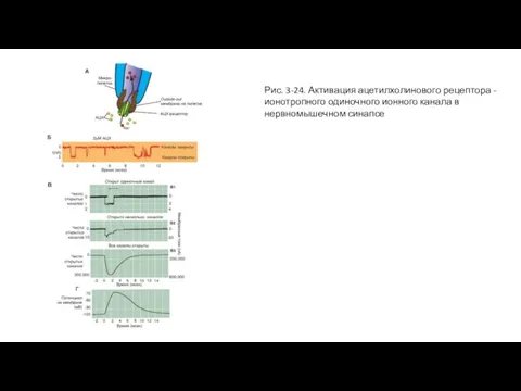 Рис. 3-24. Активация ацетилхолинового рецептора - ионотропного одиночного ионного канала в нервномышечном синапсе