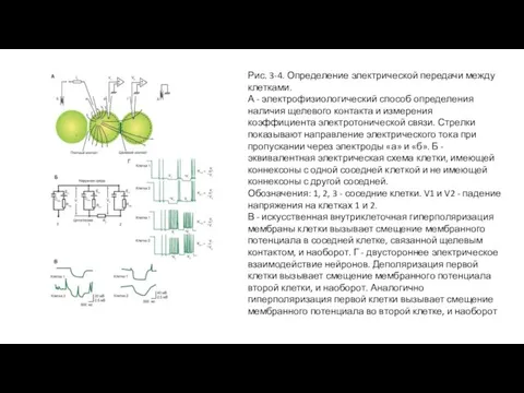 Рис. 3-4. Определение электрической передачи между клетками. А - электрофизиологический способ определения