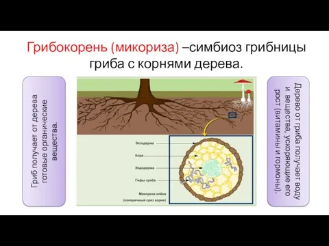 Грибокорень (микориза) –симбиоз грибницы гриба с корнями дерева. Гриб получает от дерева