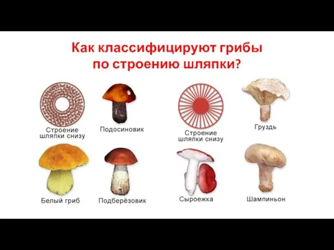 Как классифицируют грибы по строению шляпки?