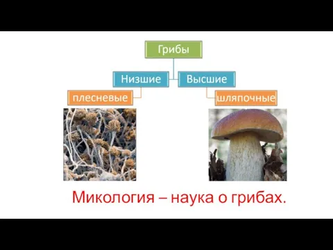Микология – наука о грибах.