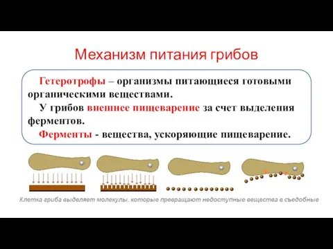 Механизм питания грибов Гетеротрофы – организмы питающиеся готовыми органическими веществами. У грибов