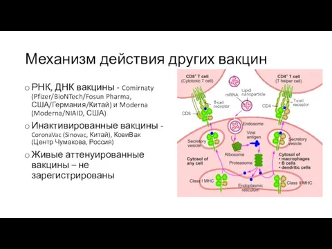 Механизм действия других вакцин РНК, ДНК вакцины - Comirnaty (Pfizer/BioNTech/Fosun Pharma, США/Германия/Китай)