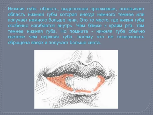 Нижняя губа: область, выделенная оранжевым, показывает область нижней губы которая иногда немного