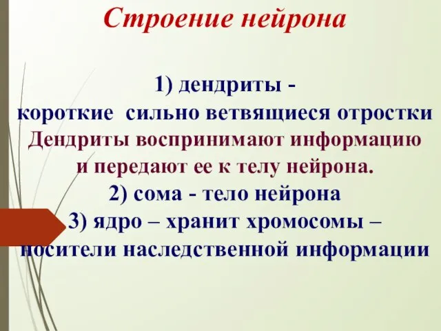 Строение нейрона 1) дендриты - короткие сильно ветвящиеся отростки Дендриты воспринимают информацию