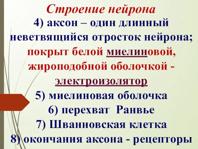 Строение нейрона 4) аксон – один длинный неветвящийся отросток нейрона; покрыт белой