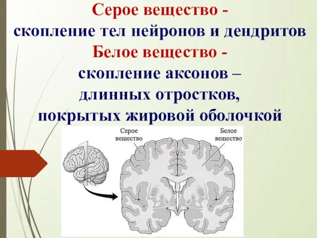 Серое вещество - скопление тел нейронов и дендритов Белое вещество - скопление