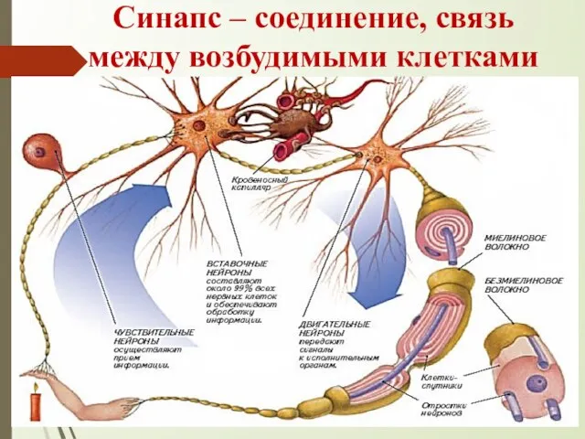 Синапс – соединение, связь между возбудимыми клетками