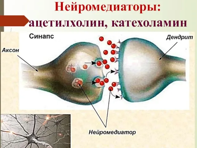 Нейромедиаторы: ацетилхолин, катехоламин