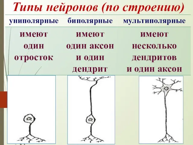 Типы нейронов (по строению)