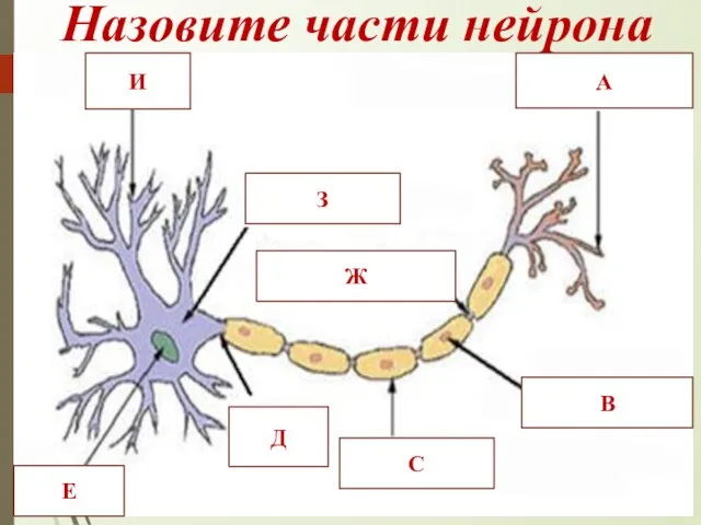 Назовите части нейрона И А З Е Д С Ж В