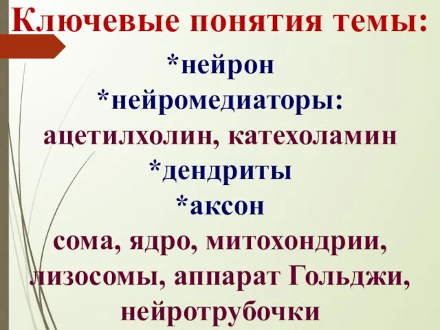 Ключевые понятия темы: *нейрон *нейромедиаторы: ацетилхолин, катехоламин *дендриты *аксон сома, ядро, митохондрии, лизосомы, аппарат Гольджи, нейротрубочки