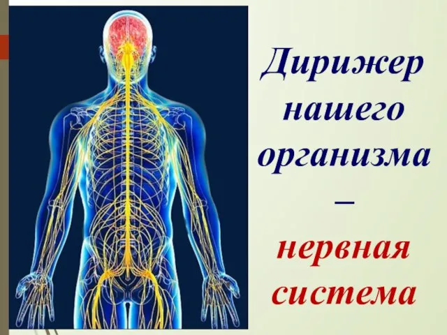 Дирижер нашего организма – нервная система