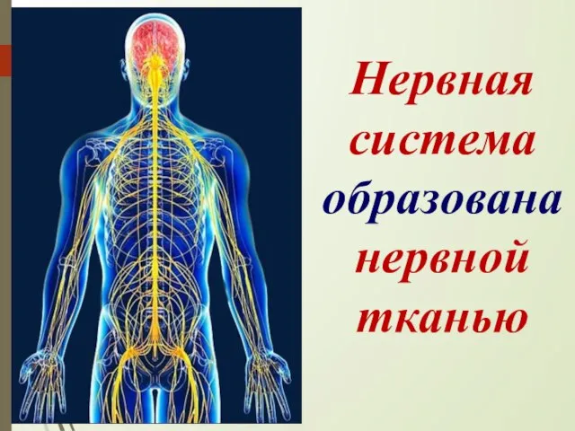 Нервная система образована нервной тканью