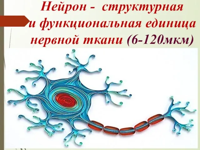 Нейрон - структурная и функциональная единица нервной ткани (6-120мкм)