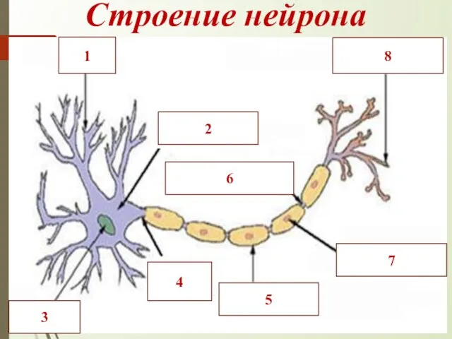 Строение нейрона 1 8 2 3 4 5 6 7