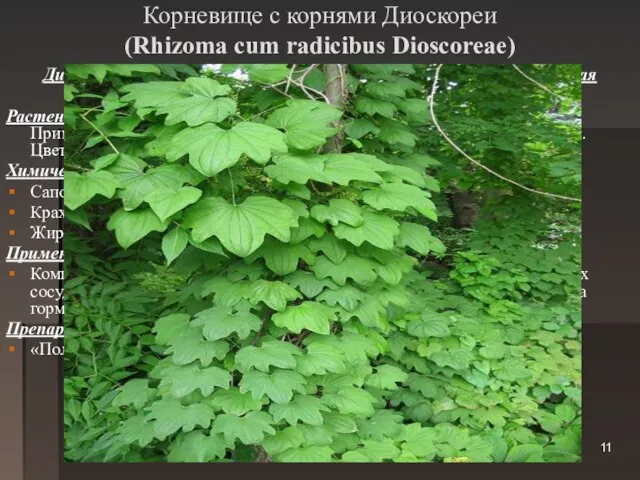 Корневище с корнями Диоскореи (Rhizoma cum radicibus Dioscoreae) Диоскорея ниппонская (Dioscorea nipponica)