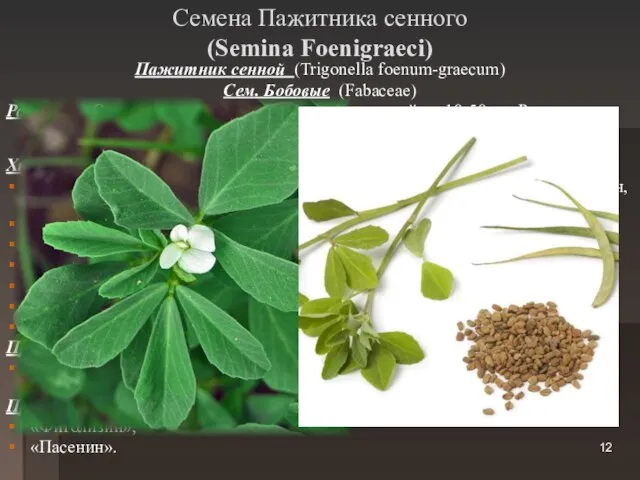 Семена Пажитника сенного (Semina Foenigraeci) Пажитник сенной (Trigonella foenum-graecum) Сем. Бобовые (Fabaceae)