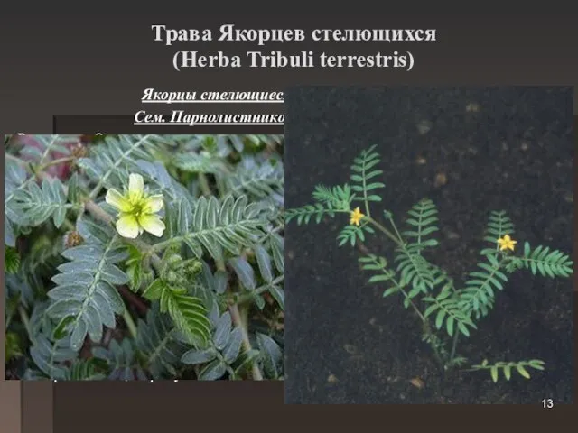 Трава Якорцев стелющихся (Herba Tribuli terrestris) Якорцы стелющиеся (Tribulus terrestris) Сем. Парнолистниковые