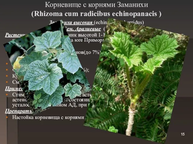 Корневище с корнями Заманихи (Rhizoma cum radicibus echinopanacis ) Заманиха высокая (echinopanax