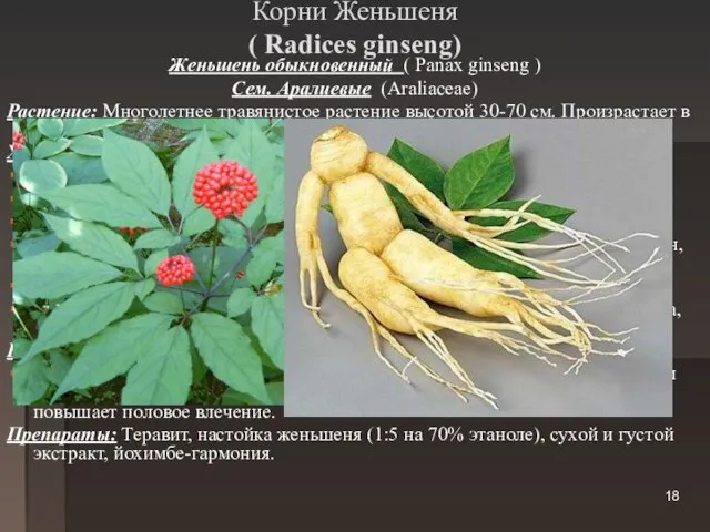 Корни Женьшеня ( Radices ginseng) Женьшень обыкновенный ( Panax ginseng ) Сем.