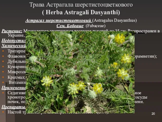 Трава Астрагала шерстистоцветкового ( Herba Astragali Dasyanthi) Астрагал шерстистоцветковый (Astragalus Dasyanthus) Сем.