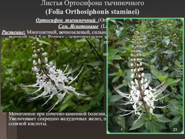 Листья Ортосифона тычиночного (Folia Orthosiphonis staminei) Ортосифон тычиночный (Orthosiphon stamineus) Сем. Яснотковые