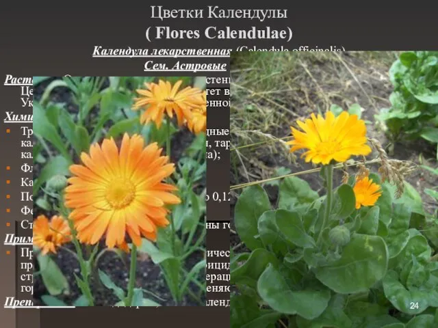 Цветки Календулы ( Flores Calendulae) Календула лекарственная (Calendula officinalis) Сем. Астровые (Asteraceae)