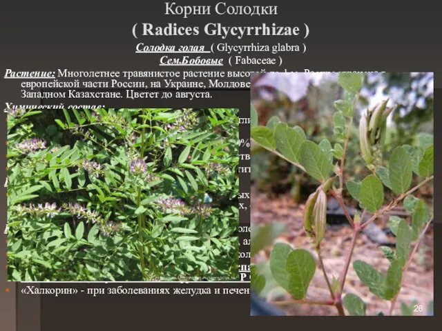 Корни Солодки ( Radices Glycyrrhizae ) Солодка голая ( Glycyrrhiza glabra )