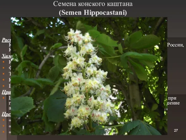 Семена конского каштана (Semen Hippocastani) Каштан конский (Aesculus hippocastanum)) Гіркокаштан звичайний. Сем.