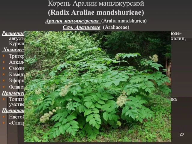 Корень Аралии маньчжурской (Radix Araliae mandshuricae) Аралия маньчжурская (Aralia mandshurica) Сем. Аралиевые