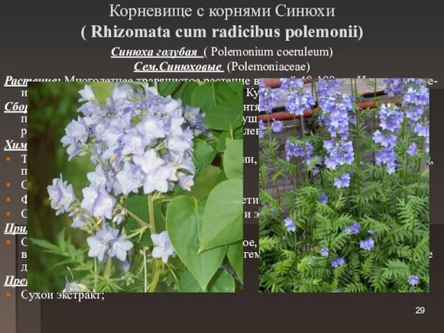 Корневище с корнями Синюхи ( Rhizomata cum radicibus polemonii) Синюха голубая (