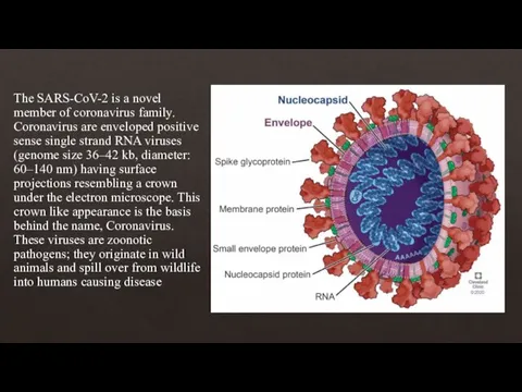 The SARS-CoV-2 is a novel member of coronavirus family. Coronavirus are enveloped