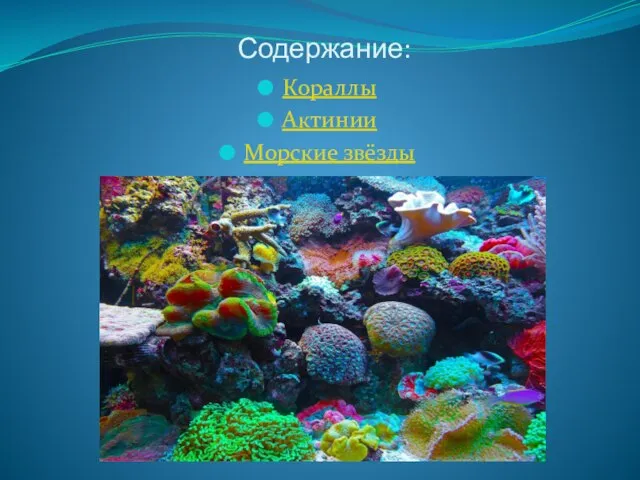 Содержание: Кораллы Актинии Морские звёзды