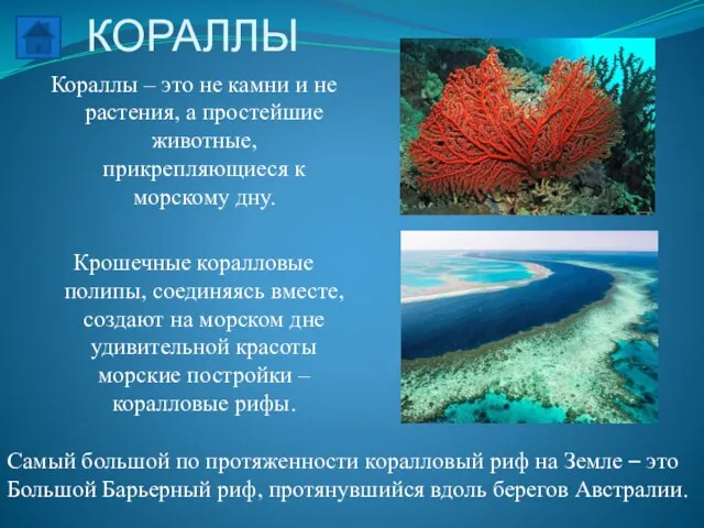 КОРАЛЛЫ Кораллы – это не камни и не растения, а простейшие животные,