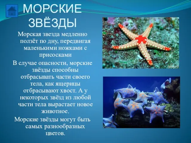 МОРСКИЕ ЗВЁЗДЫ Морская звезда медленно ползёт по дну, передвигая маленькими ножками с