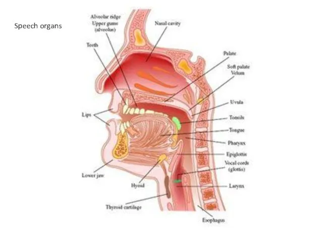 Speech organs