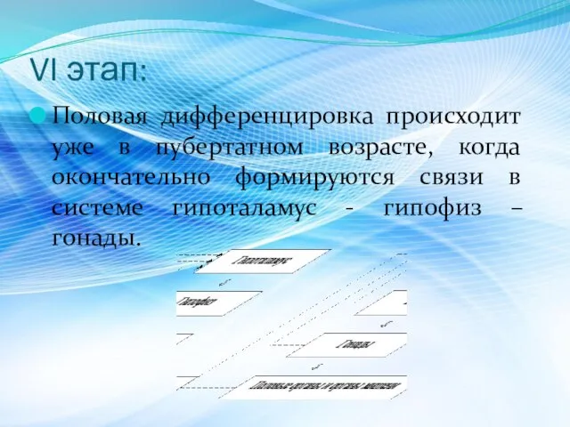 VI этап: Половая дифференцировка происходит уже в пубертатном возрасте, когда окончательно формируются