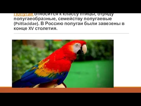 Попугай относится к классу птицы, отряду попугаеобразные, семейству попугаевые (Psittacidae). В Россию