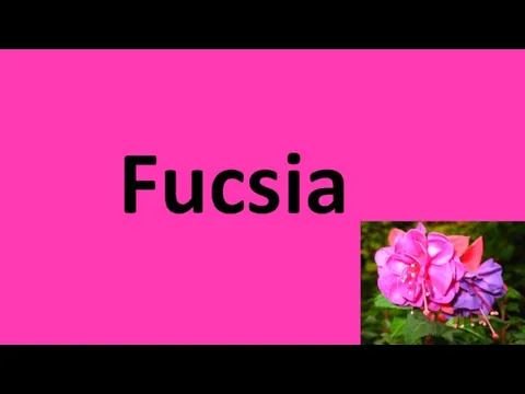 Fucsia