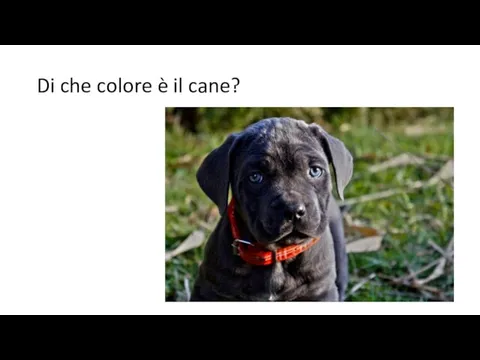 Di che colore è il cane?