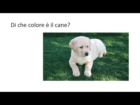 Di che colore è il cane?