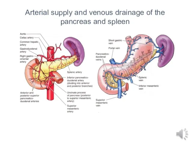 Arterial supply and venous drainage of the pancreas and spleen
