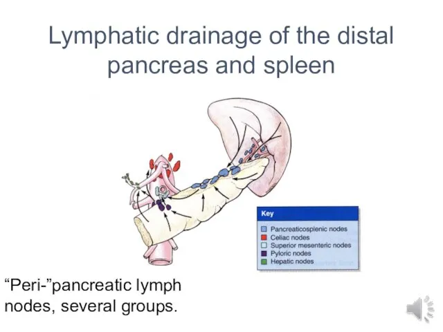 Lymphatic drainage of the distal pancreas and spleen “Peri-”pancreatic lymph nodes, several groups.