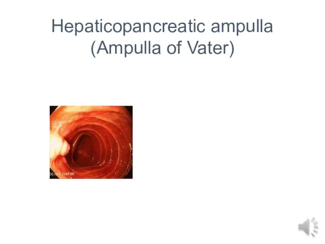 Hepaticopancreatic ampulla (Ampulla of Vater)